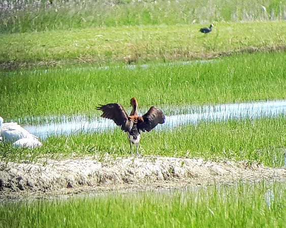 Dendrocigna fulva  - Lino Lipparini