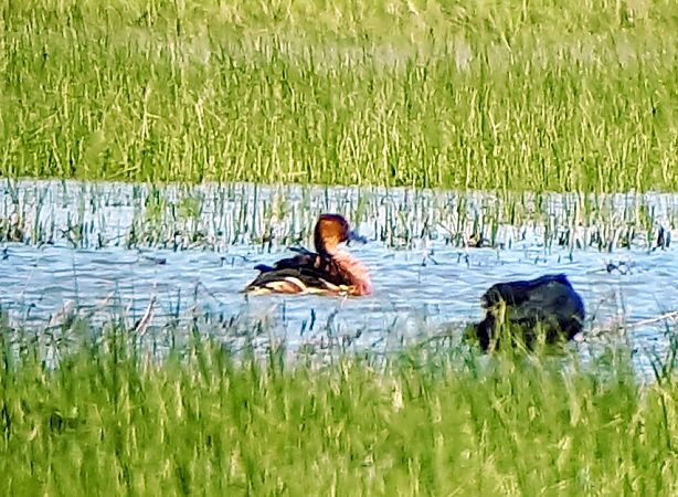 Dendrocigna fulva  - Lino Lipparini