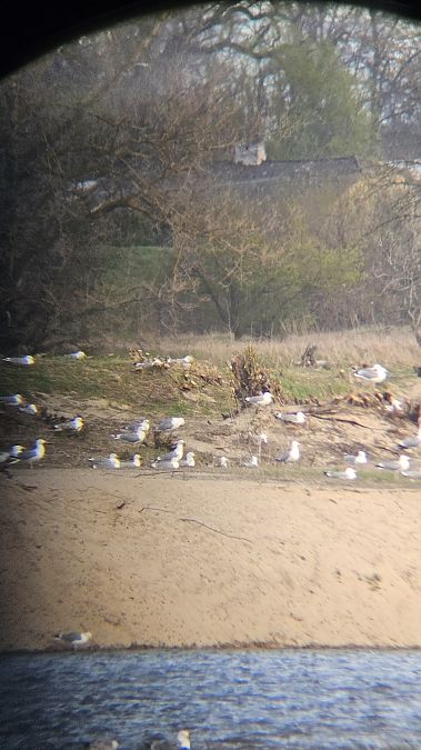 mewa białogłowa  - Anna Kamilewicz-Wicik