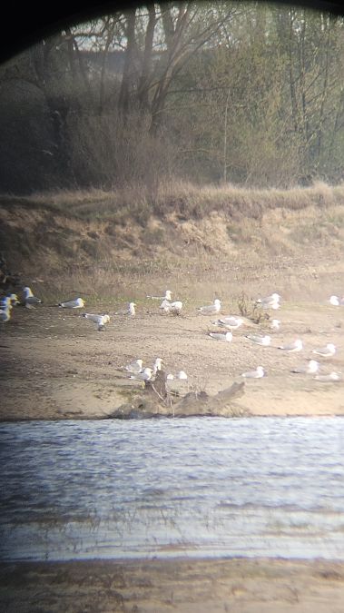 mewa białogłowa  - Anna Kamilewicz-Wicik
