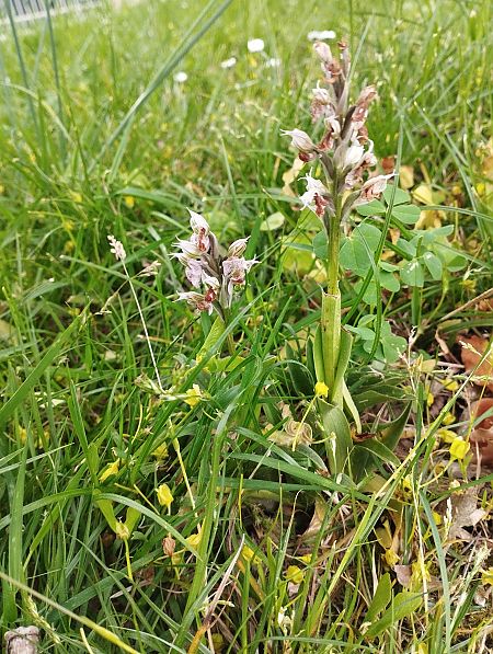 Neotinea lactea  - Gérard Joseph