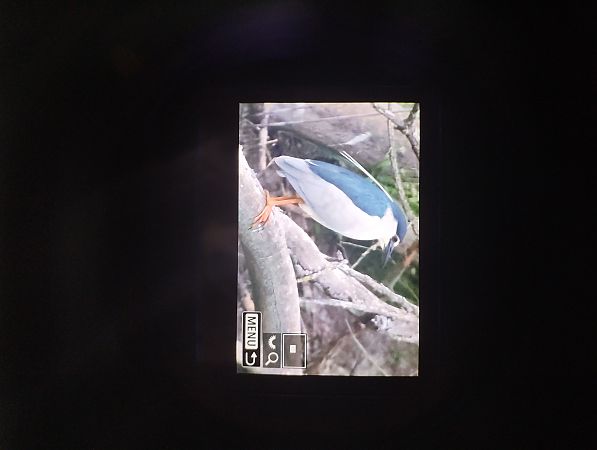 Nitticora  - Tommaso Bonora