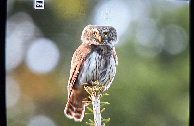 sóweczka  - Michał Wnuk