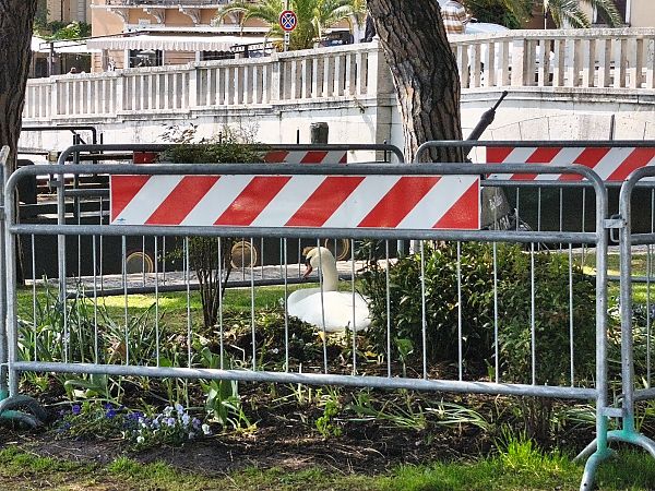 Cigno reale  - Johannes Freudenberger