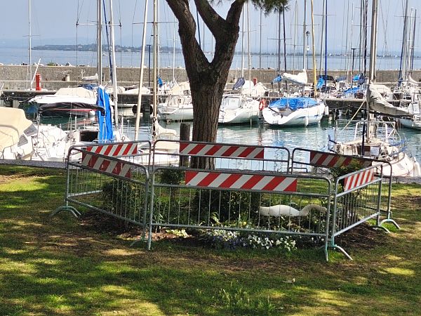 Cigno reale  - Johannes Freudenberger