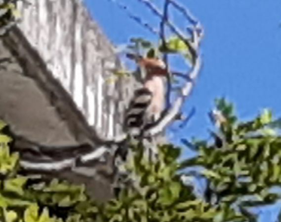 Upupa  - Luca Reggiani