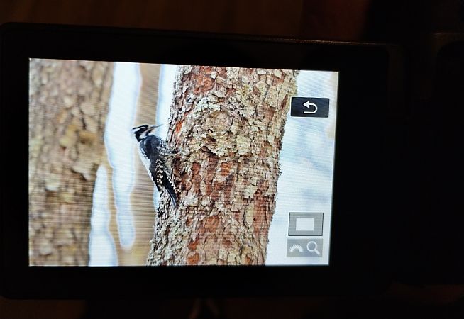 dzięcioł trójpalczasty  - Kamil Gala