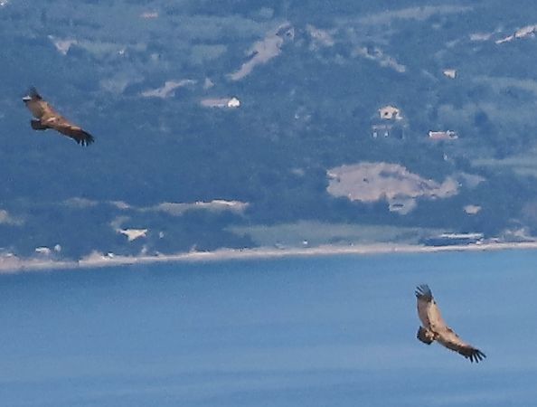 Grifone  - Jean Toubert