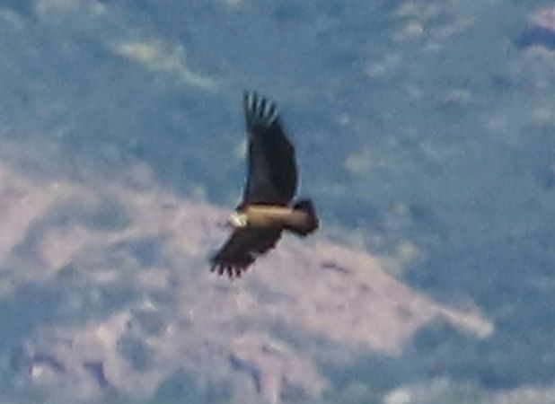 Grifone  - Jean Toubert