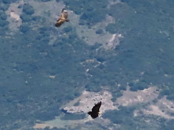 Grifone  - Jean Toubert