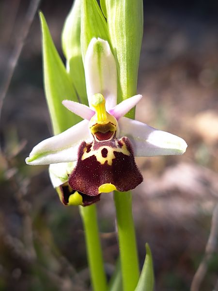 Ophrys fuciflora subsp. druentica  - Emmanuel Cosson