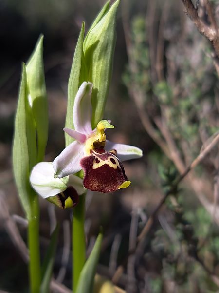 Ophrys fuciflora subsp. druentica  - Emmanuel Cosson