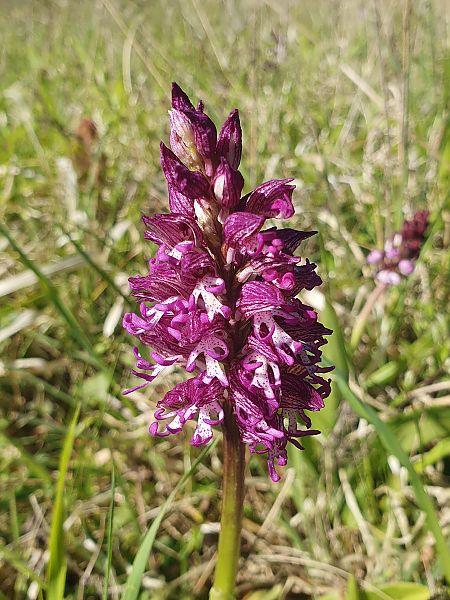 Orchis purpurea  - Éric Van Kalmthout