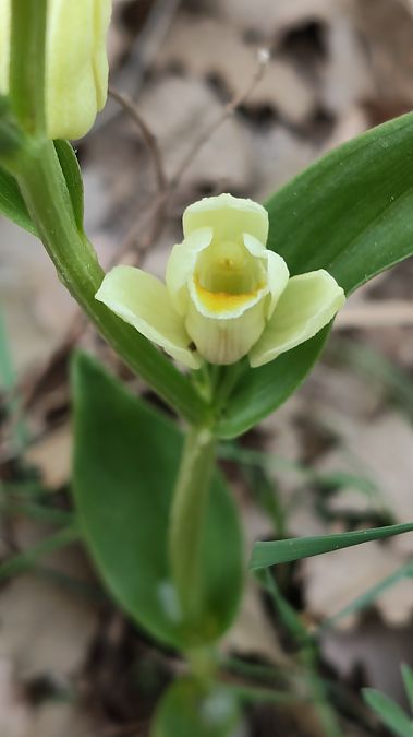 Cephalanthera damasonium  - Enric Bringués