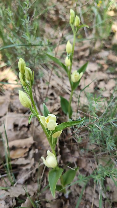 Cephalanthera damasonium  - Enric Bringués