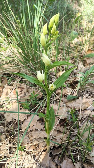 Cephalanthera damasonium  - Enric Bringués