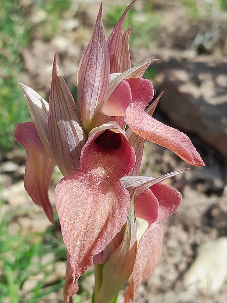 Serapias cordigera  - Thibaut Durr