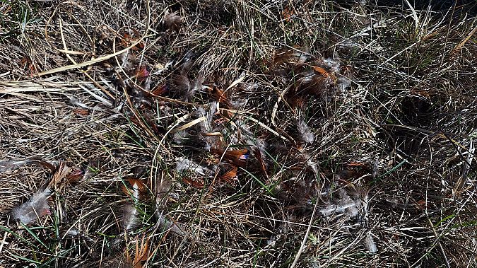 Fagiano comune  - Renato Cottalasso