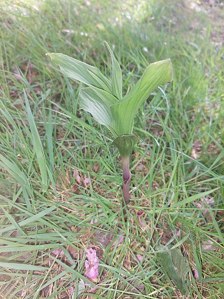 Epipactis helleborine  - Bernard Sonnerat
