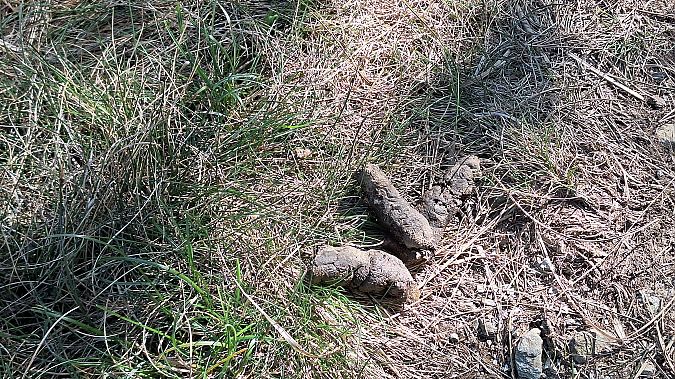 Lupo  - Renato Cottalasso