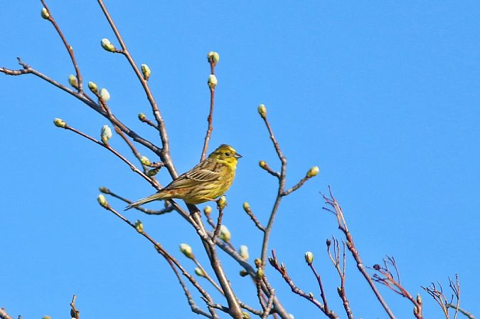 Zigolo giallo  - Stefano Sava