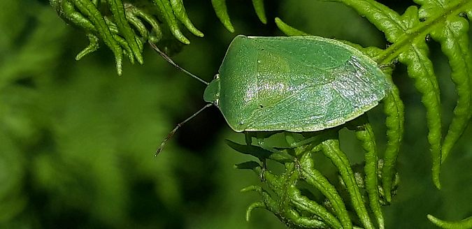 Nezara viridula  - Michele Cento