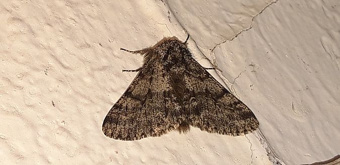 Lycia hirtaria  - Michele Cento