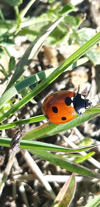 Coccinella septempunctata  - Michele Cento