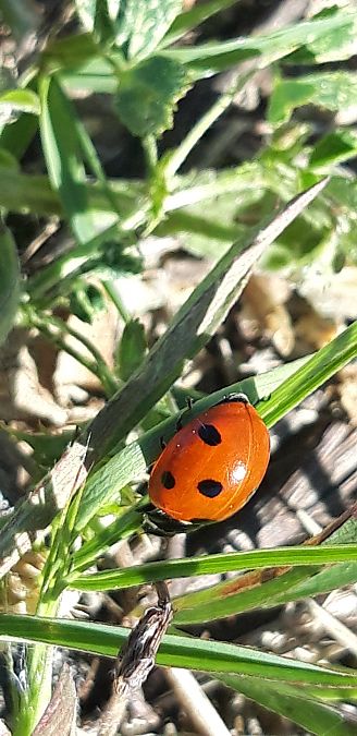 Coccinella septempunctata  - Michele Cento