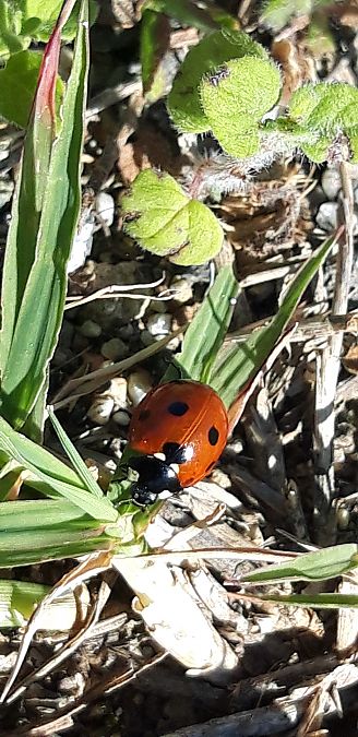 Coccinella septempunctata  - Michele Cento