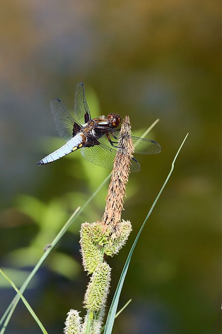 Libellula depressa  - Andrea Galimberti