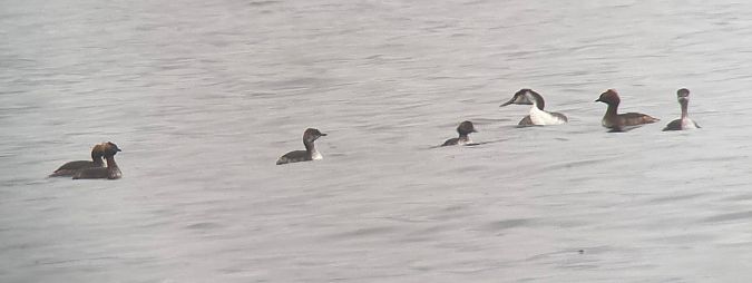 Grèbe esclavon  - Hemma Faiman