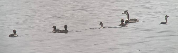 Grèbe esclavon  - Hemma Faiman