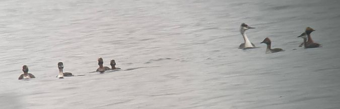 Grèbe esclavon  - Hemma Faiman