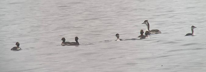 Grèbe esclavon  - Hemma Faiman