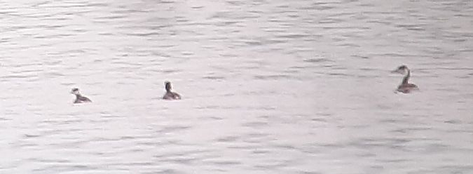 Grèbe esclavon  - Hemma Faiman