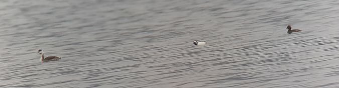 Grèbe esclavon  - Hemma Faiman