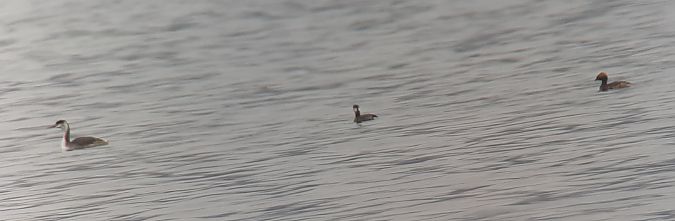 Grèbe esclavon  - Hemma Faiman