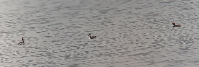 Grèbe esclavon  - Hemma Faiman