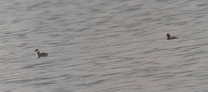 Grèbe esclavon  - Hemma Faiman