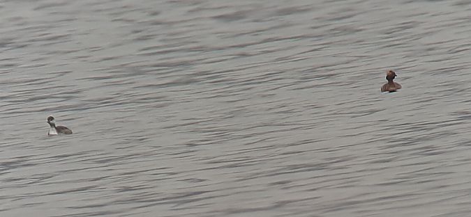 Grèbe esclavon  - Hemma Faiman