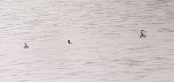 Grèbe esclavon  - Hemma Faiman