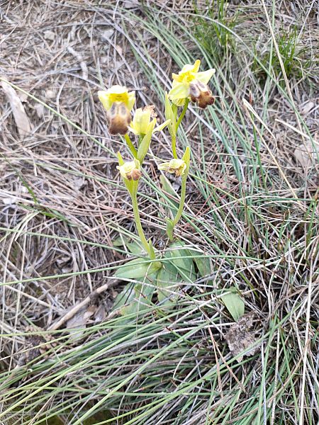 Ophrys forestieri  - Isabel Casas Navarrete