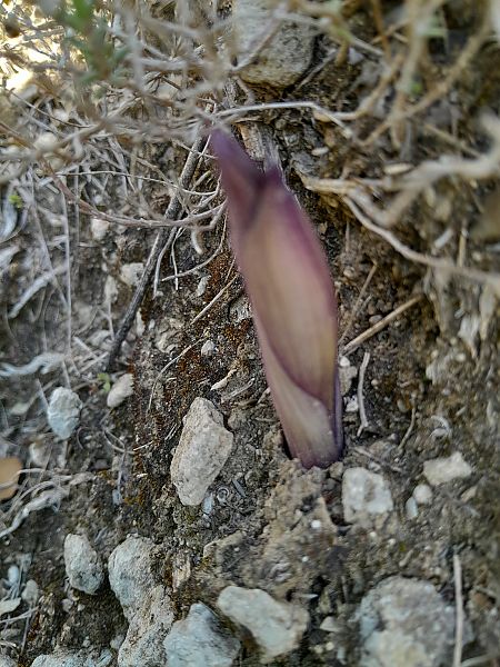 Limodorum abortivum  - Annie Gagneux