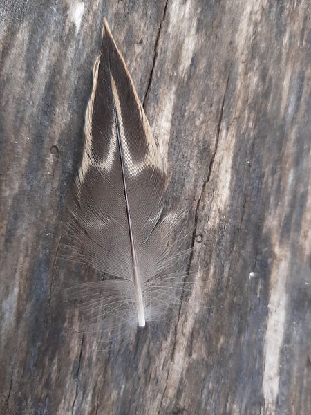 Oiseau indéterminé  - Hemma Faiman