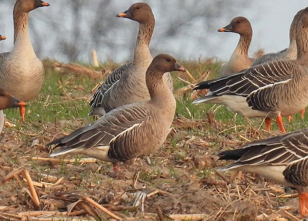 gęś krótkodzioba  - Kacper Mikulski