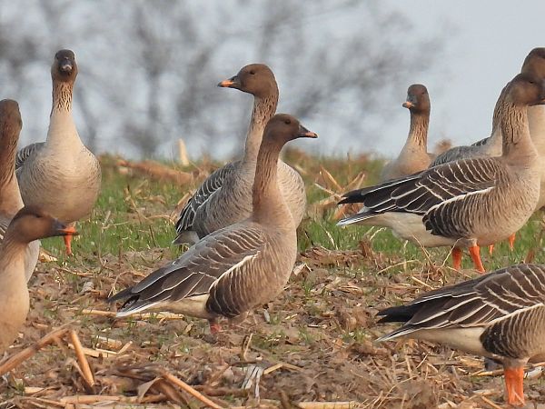 gęś krótkodzioba  - Kacper Mikulski