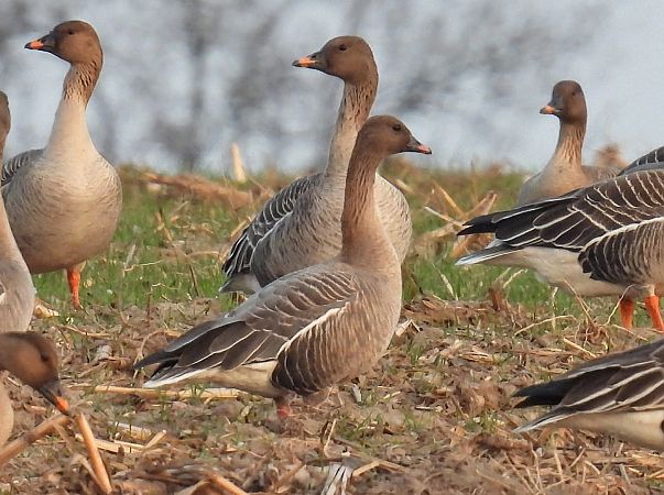 gęś krótkodzioba  - Kacper Mikulski
