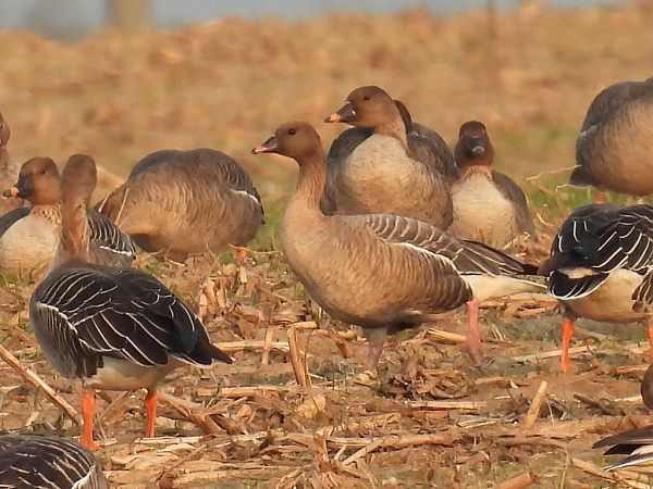 gęś krótkodzioba  - Kacper Mikulski
