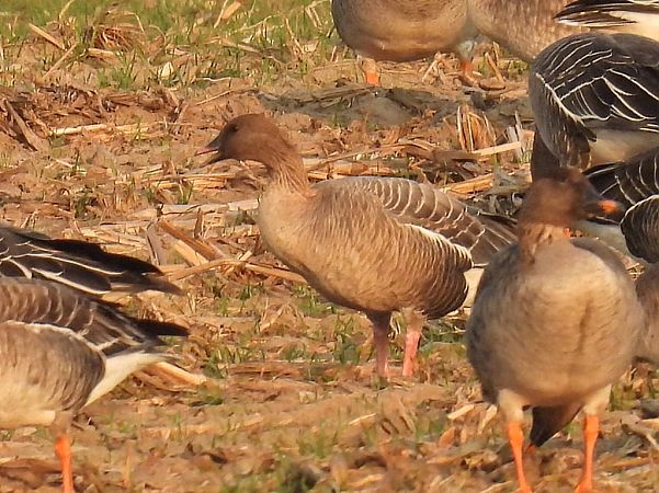 gęś krótkodzioba  - Kacper Mikulski